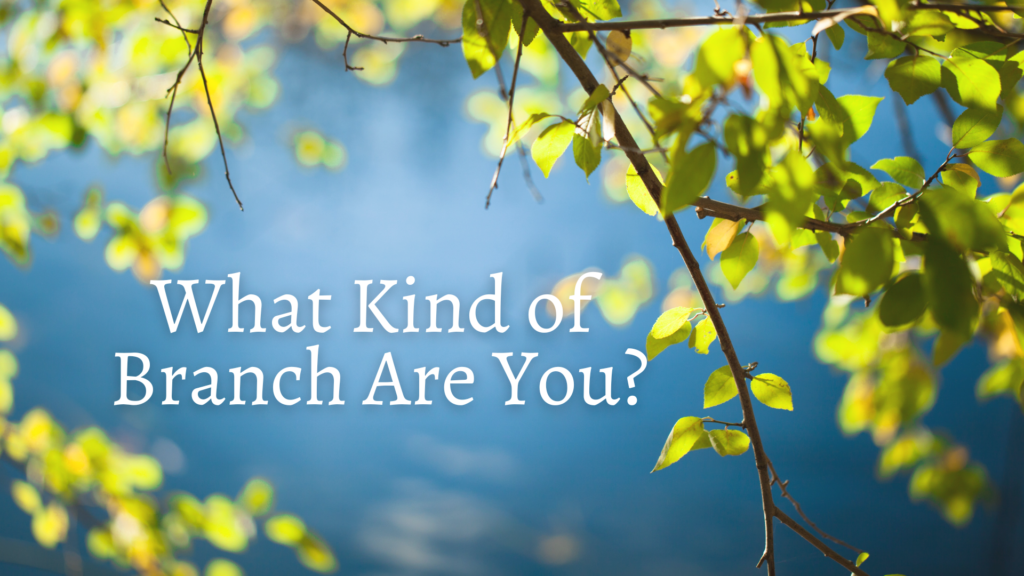 What Kind of Branch Are You? Intersect Service